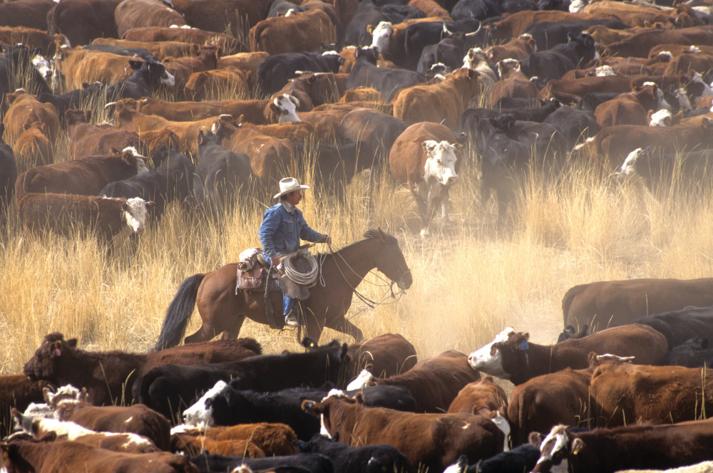 Otero College Agriculture Program Helps Educate the Next Generation of Farmers and Ranchers