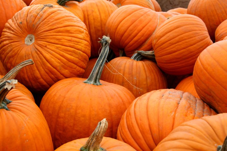 Top 10 Pumpkin-Producing States in the U.S.