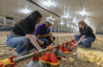 students in Stephen F. Austin State's agriculture program